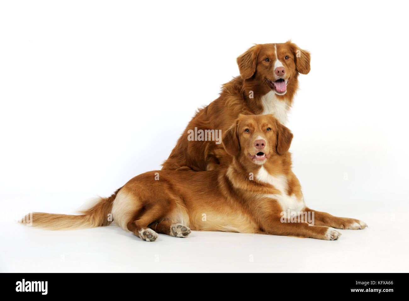 Cane. Rievers di pedaggio di anatra di Nuova Scozia Foto Stock