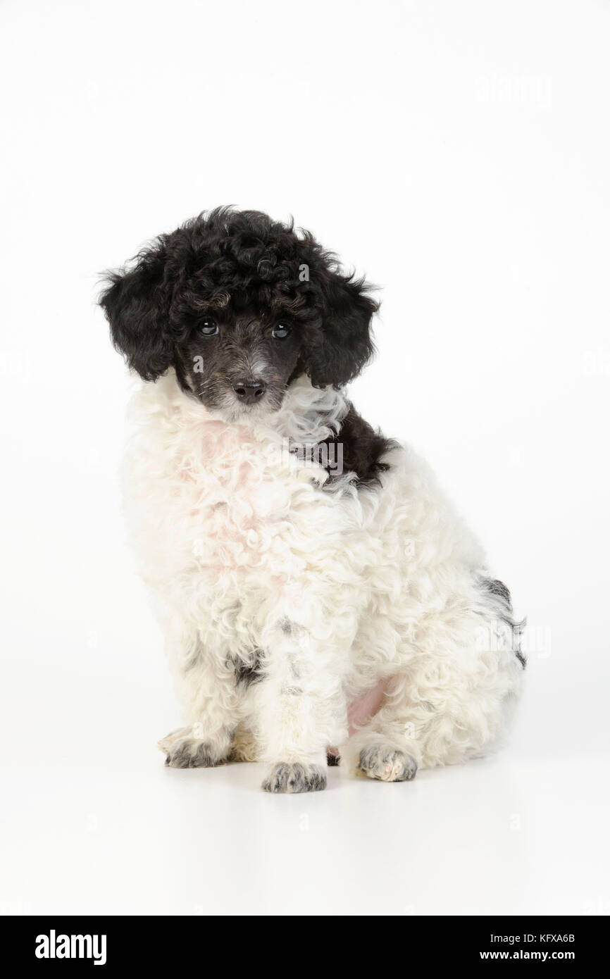 Cane. Toy poodles (colore festa, 9 settimane) Foto Stock