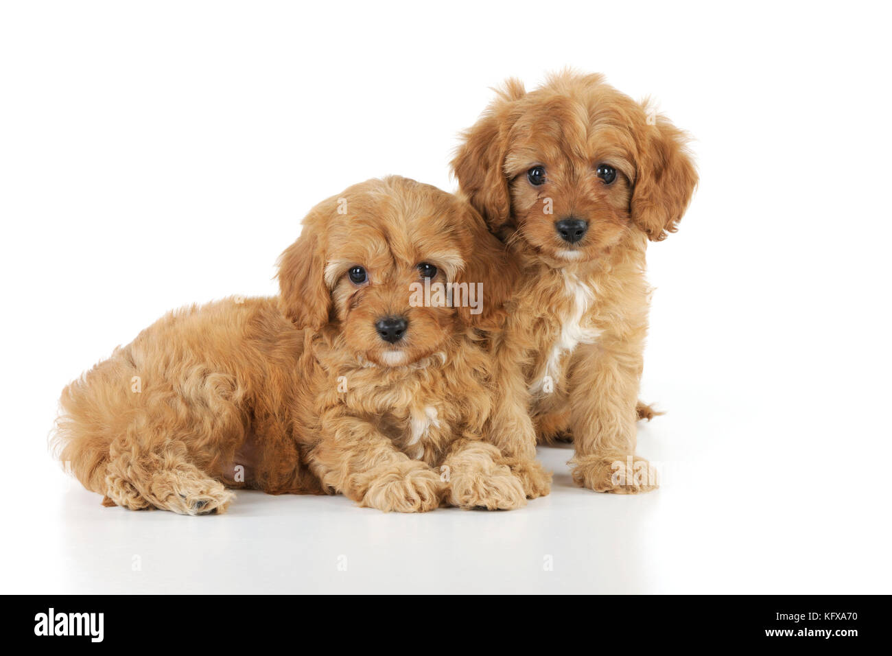 CANE. Cockerpoo cuccioli (Poodle X Cocker Spaniel) 7 anni Foto Stock
