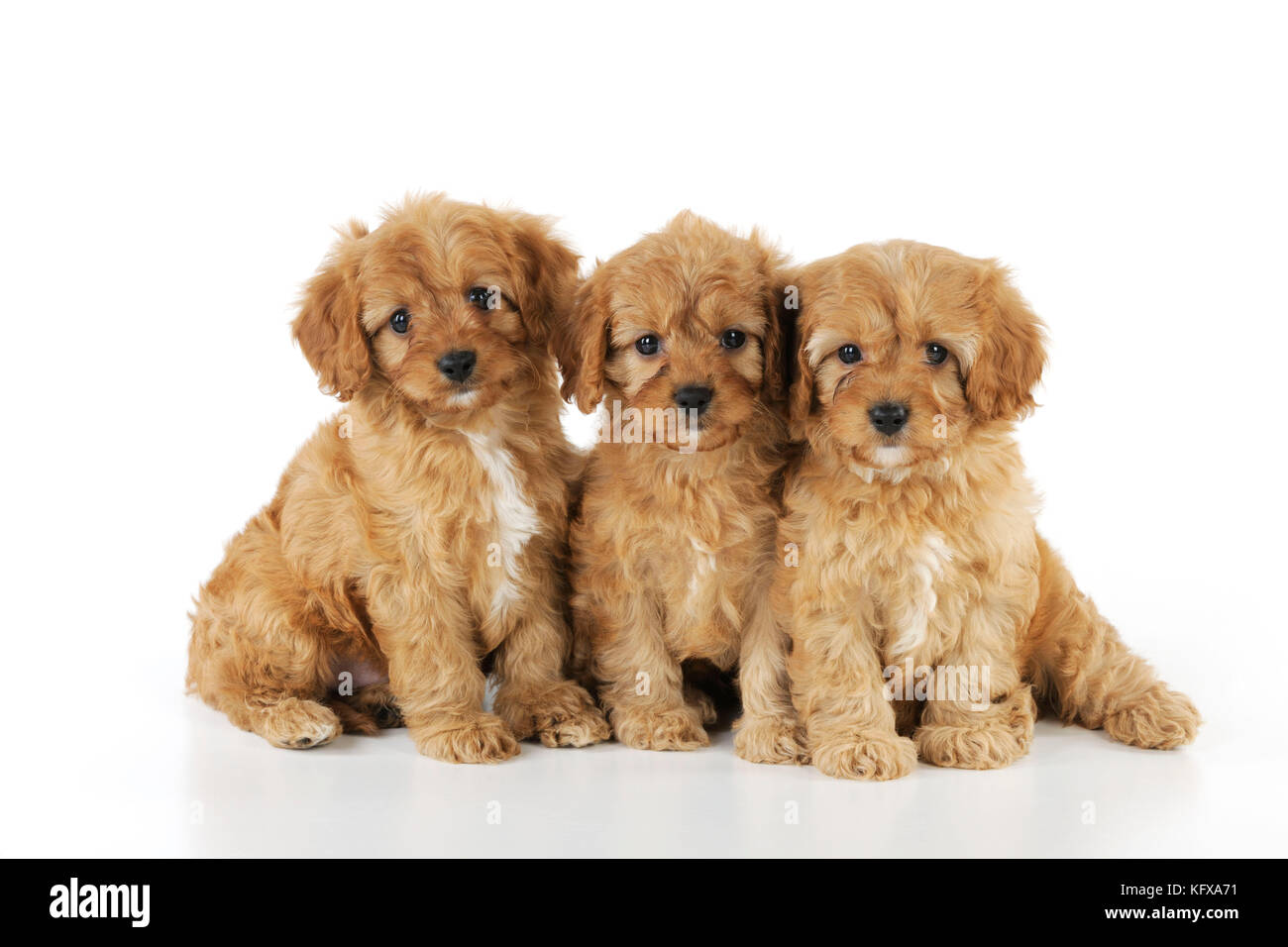 CANE. Cockerpoo cuccioli (Poodle X Cocker Spaniel) 7 anni Foto Stock