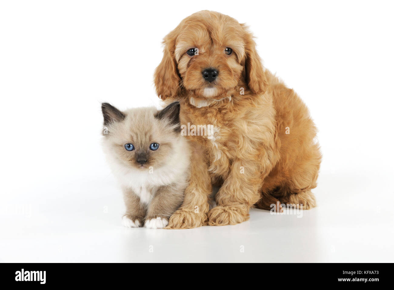 CANE. Cockerpoo cucciolo (Poodle X Cocker Spaniel 7wks anni) con un gattino Foto Stock