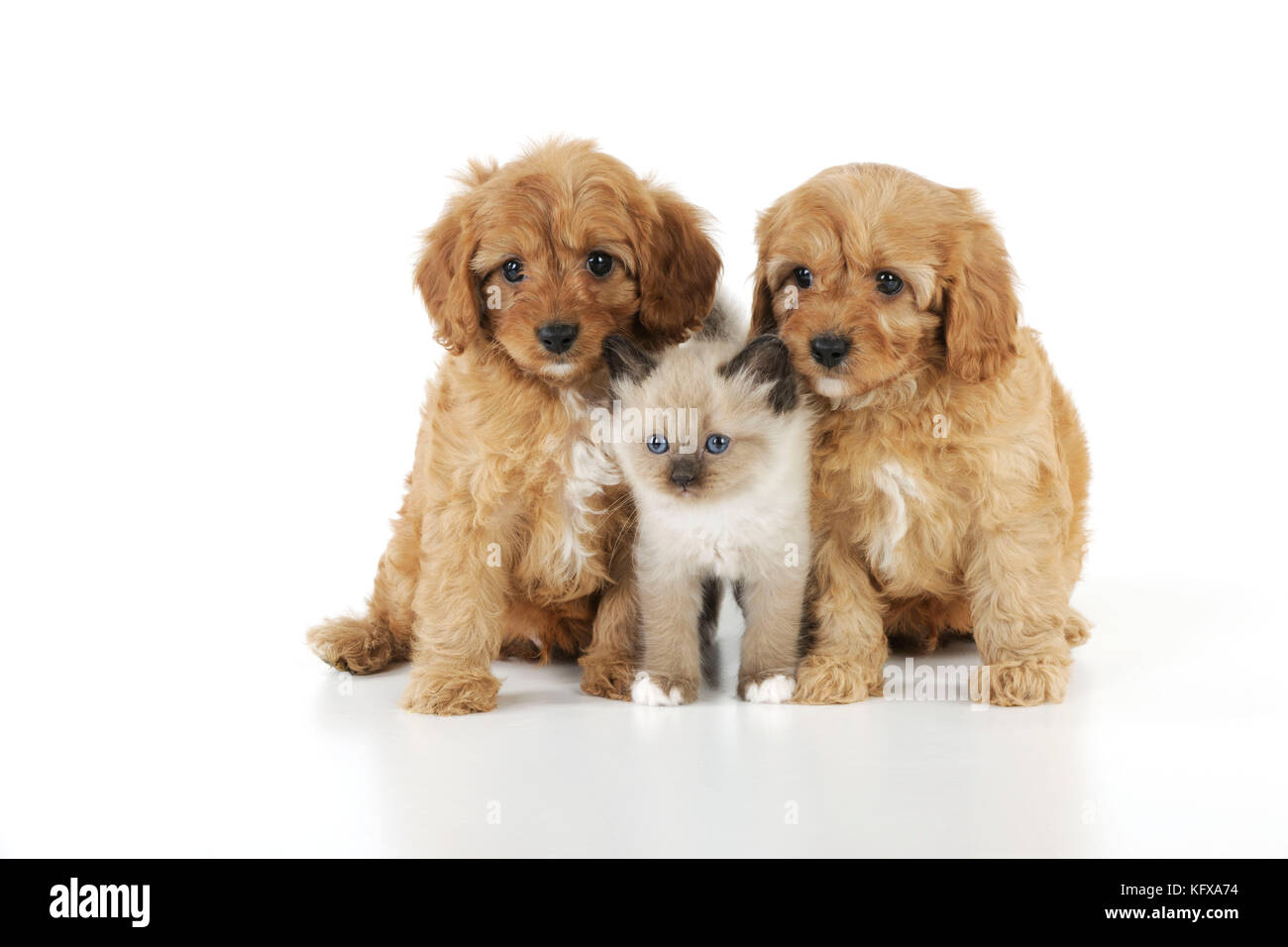 CANE. Cuccioli di Cockerpoo (Poodle X Cocker Spaniel 7wks anni) con un gattino Foto Stock