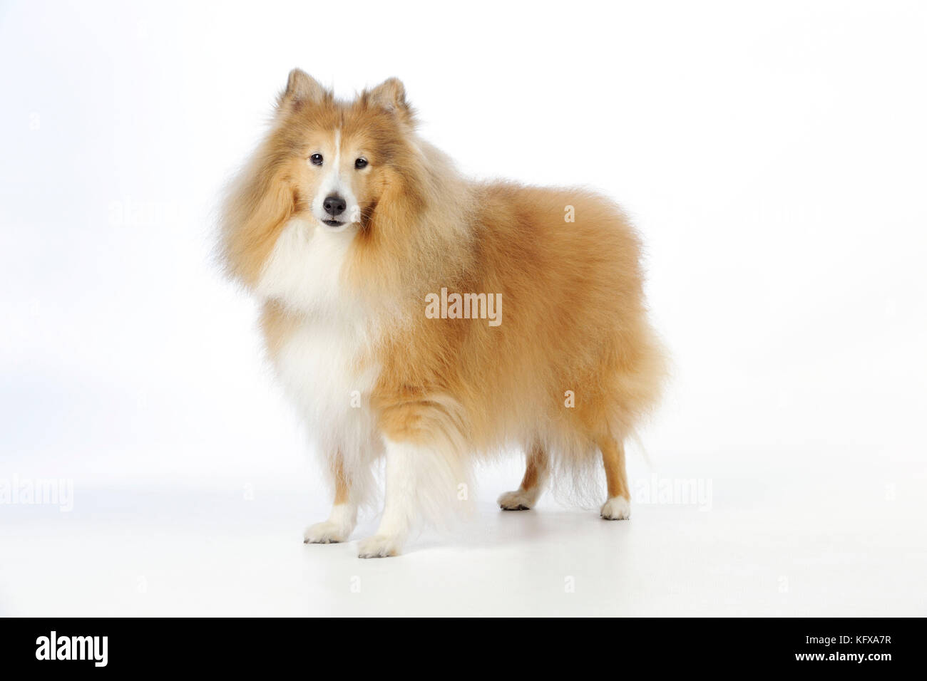 CANE. Cane da pastore Shetland Foto Stock