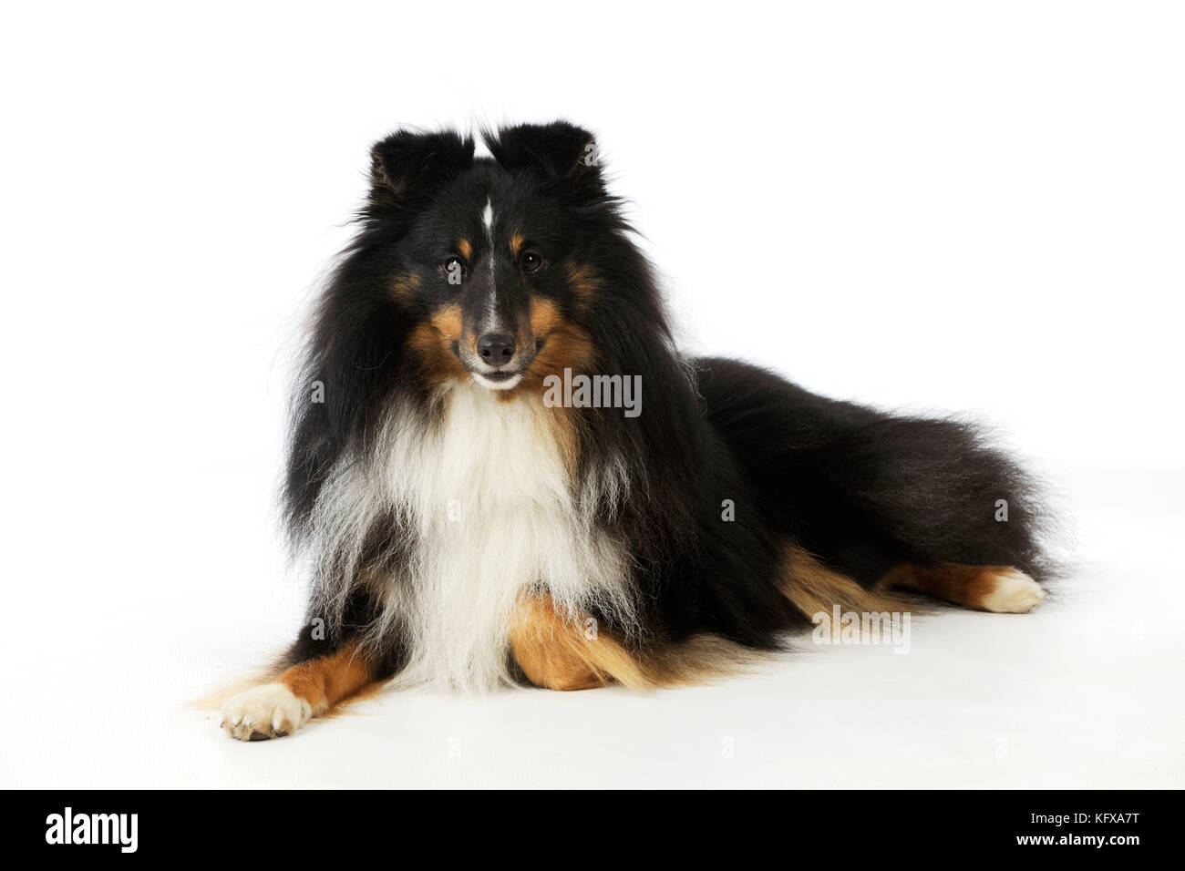 CANE. Cane da pastore Shetland Foto Stock