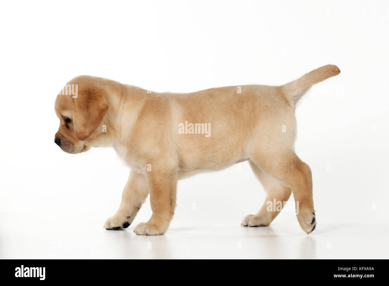 CANE. Cucciolo giallo labrador che cammina da un lato all'altro del piano Foto Stock