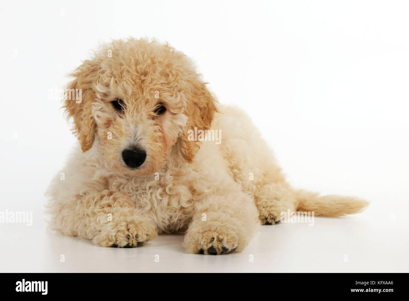 CANE Goldendoodle cucciolo che depone Foto Stock
