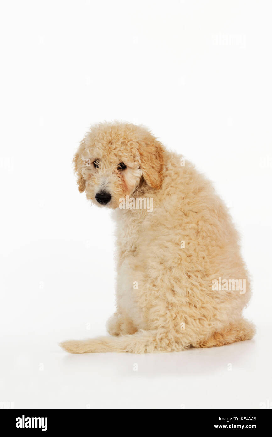 CUCCIOLO di CANE Goldendoodle seduto con il retro alla macchina fotografica Foto Stock