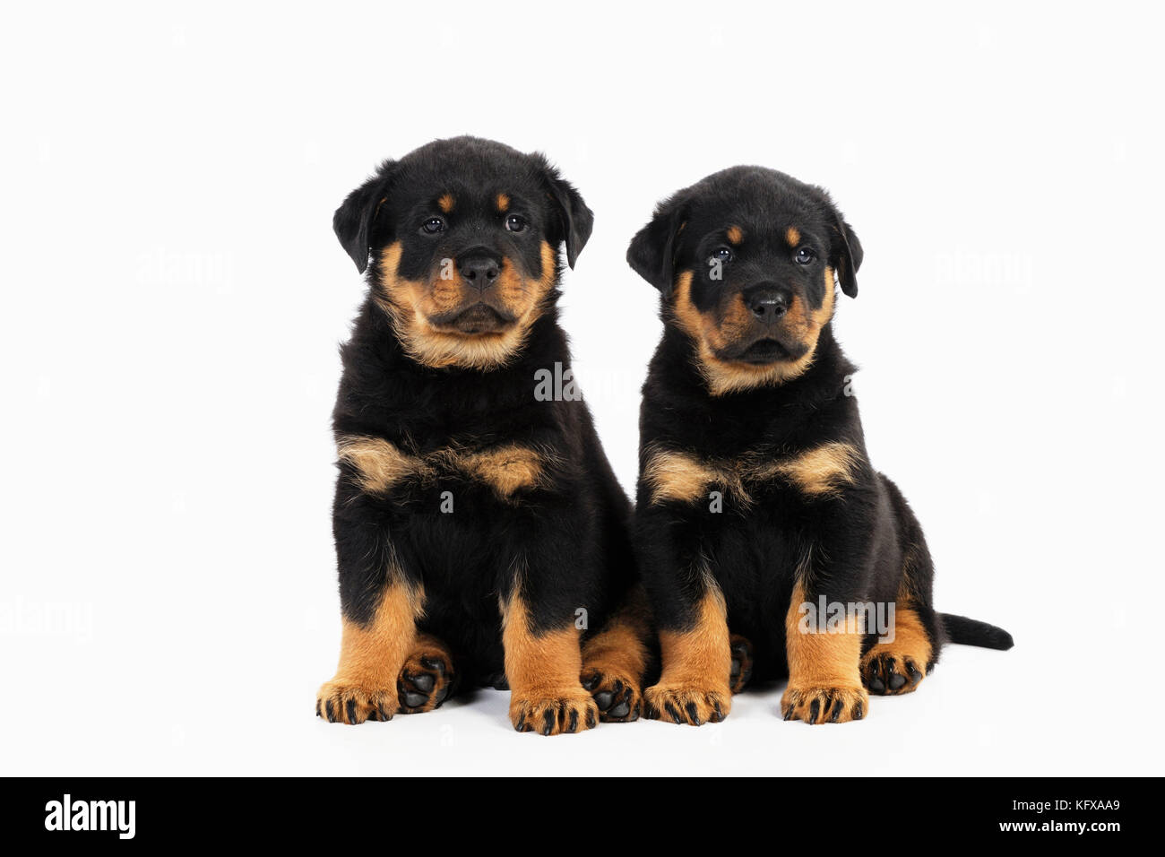CUCCIOLI DI CANE Rottweiler seduti l'uno accanto all'altro Foto Stock