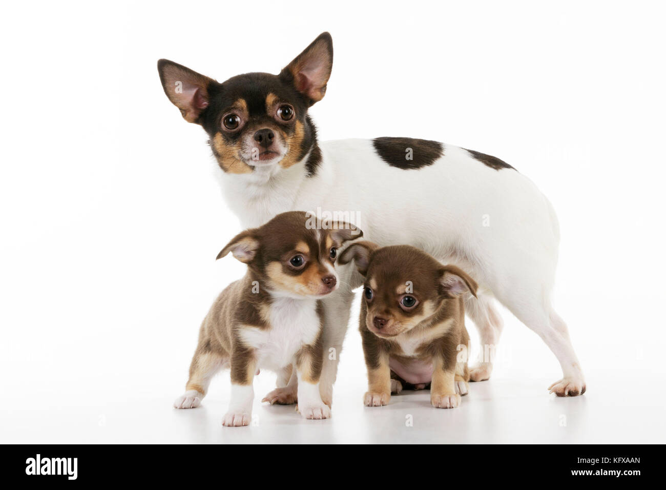 CANE. Cuccioli di Chihuahua in piedi di fronte al chihuahua Foto Stock