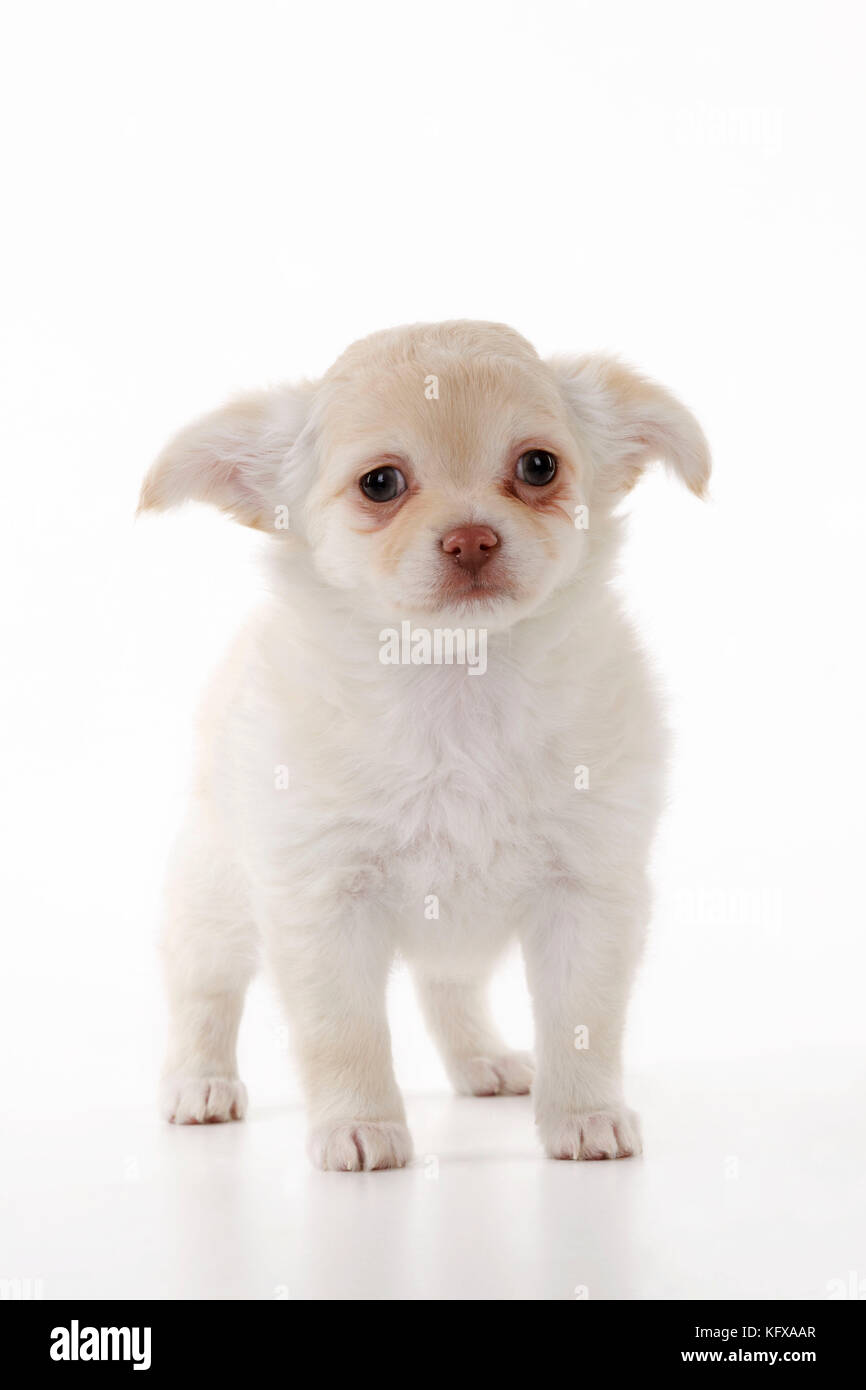 CANE. Cucciolo di Chihuahua Foto Stock