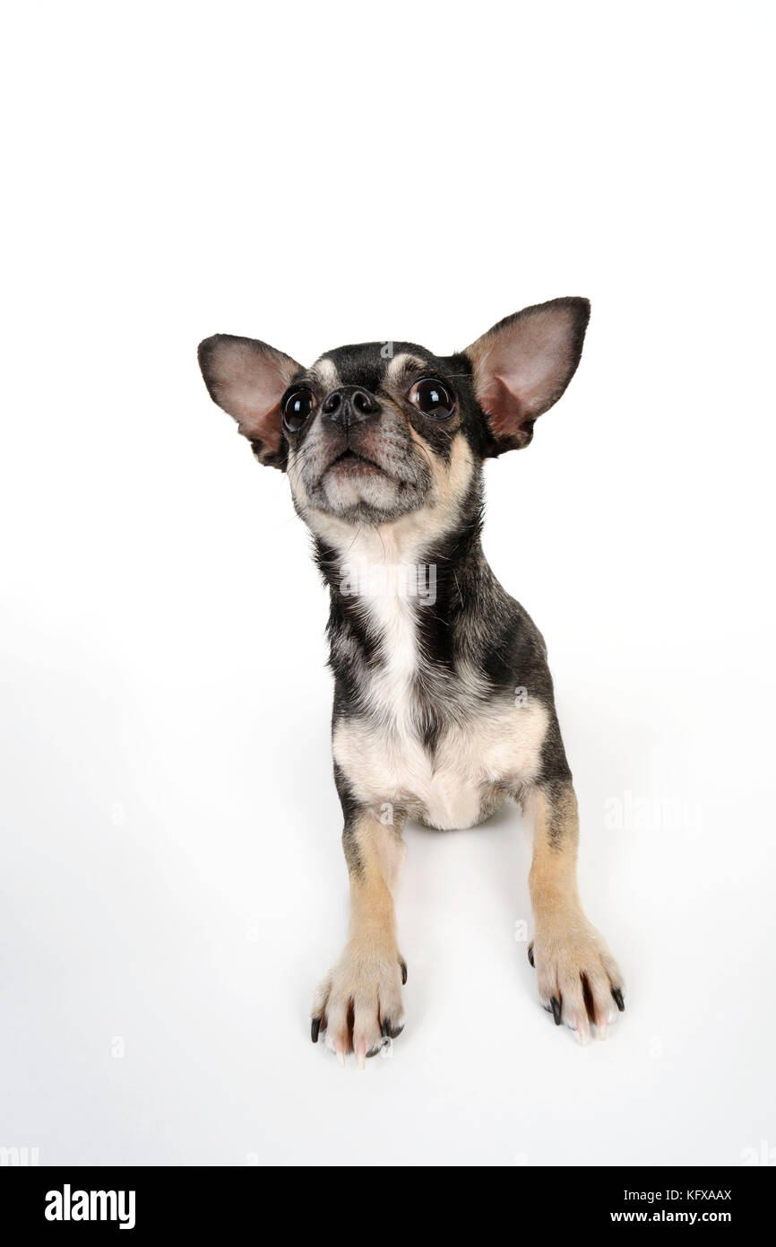 CANE. Chihuahua sdraiato guardando verso il soffitto Foto Stock