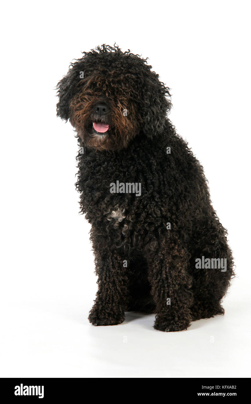 CANE. Cane d'acqua spagnolo Foto Stock