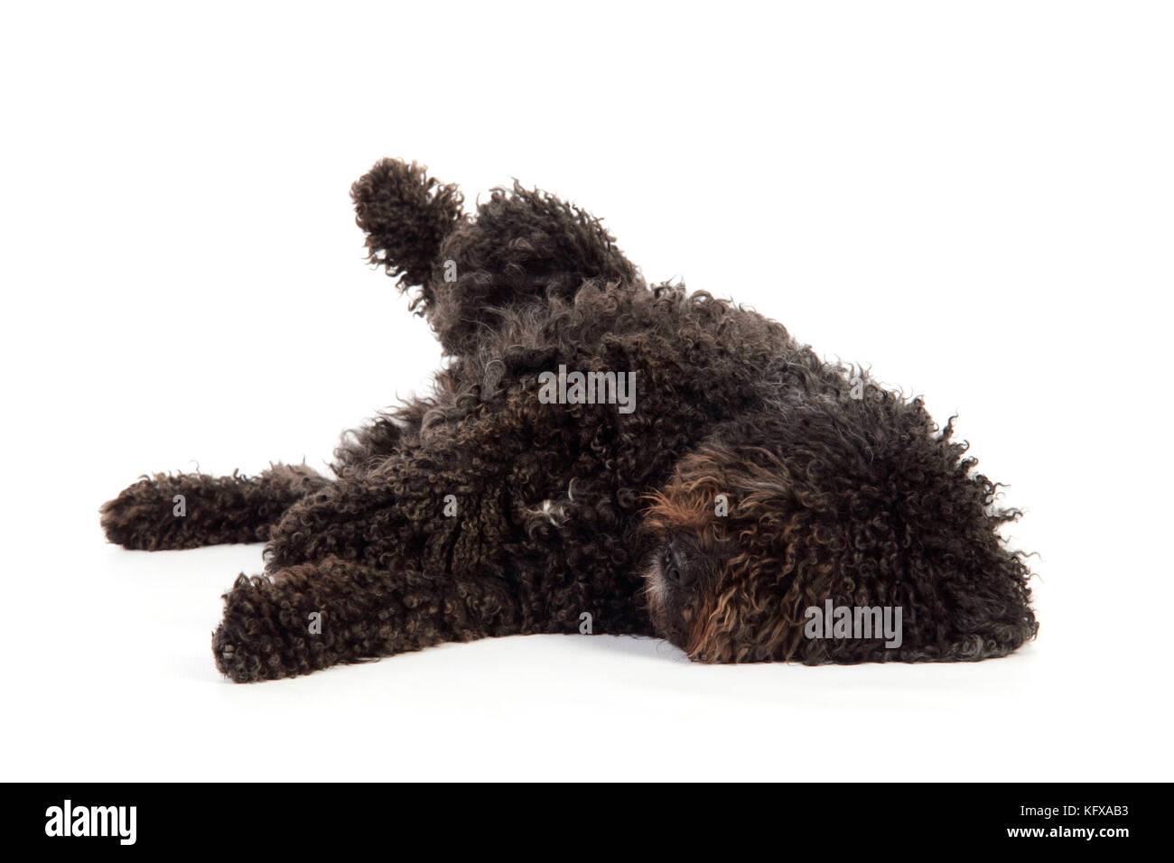 CANE. Cane d'acqua spagnolo Foto Stock