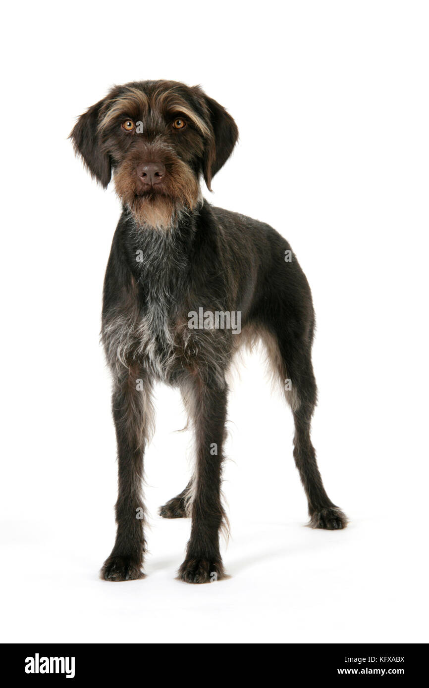 Cane. Puntatore tedesco a capelli londati. Conosciuto anche come Deutscher Drahthaariger Vorstehhund. Foto Stock