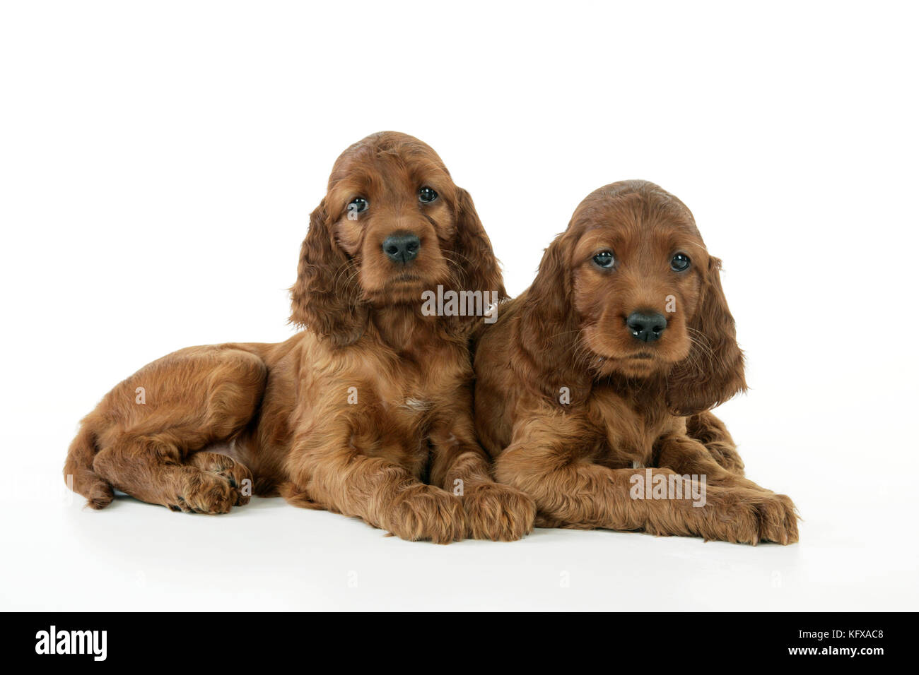 Cane. Cuccioli di Setter Irlandese Foto Stock