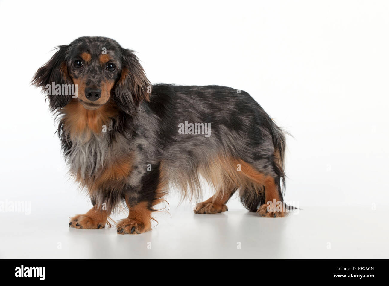 Cane - Miniature Dachshund con capelli lunghi. Noto anche come Doxie negli Stati Uniti. Foto Stock