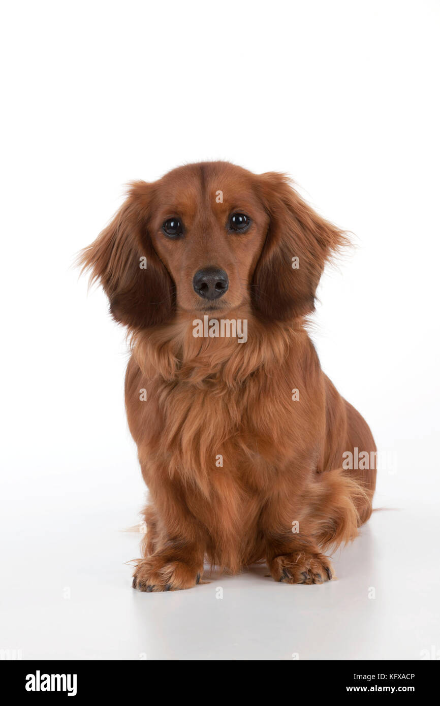 Dog - Miniature Long Haired Dachshund - seduto. Noto anche come Doxie negli Stati Uniti. Foto Stock