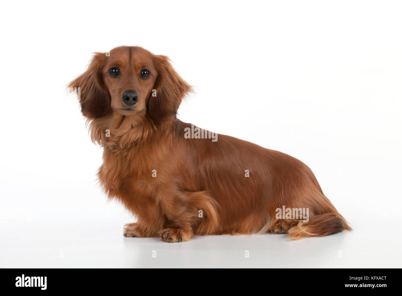 Dog - Miniature Long Haired Dachshund - seduto. Noto anche come Doxie negli Stati Uniti. Foto Stock