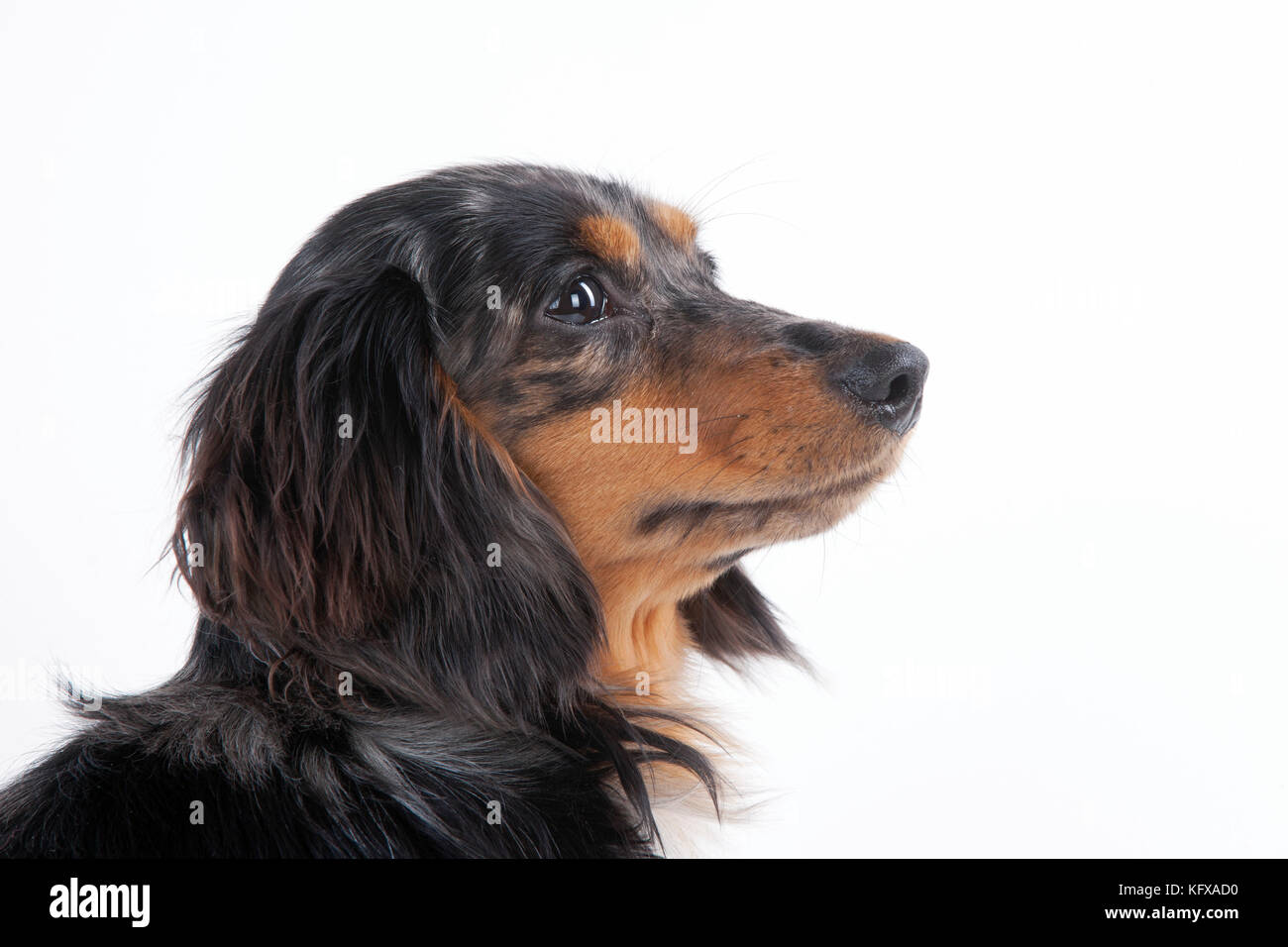 Cane - Miniature Dachshund con capelli lunghi. Noto anche come Doxie negli Stati Uniti. Foto Stock