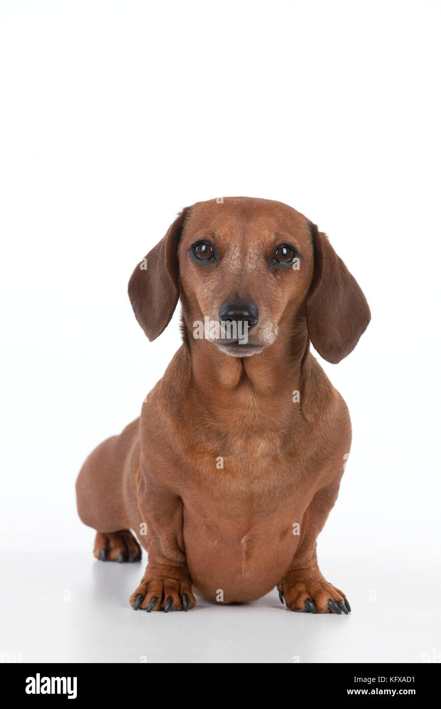 Dog - Miniature a capelli corti Dachshund. Noto anche come Doxie negli Stati Uniti. Foto Stock