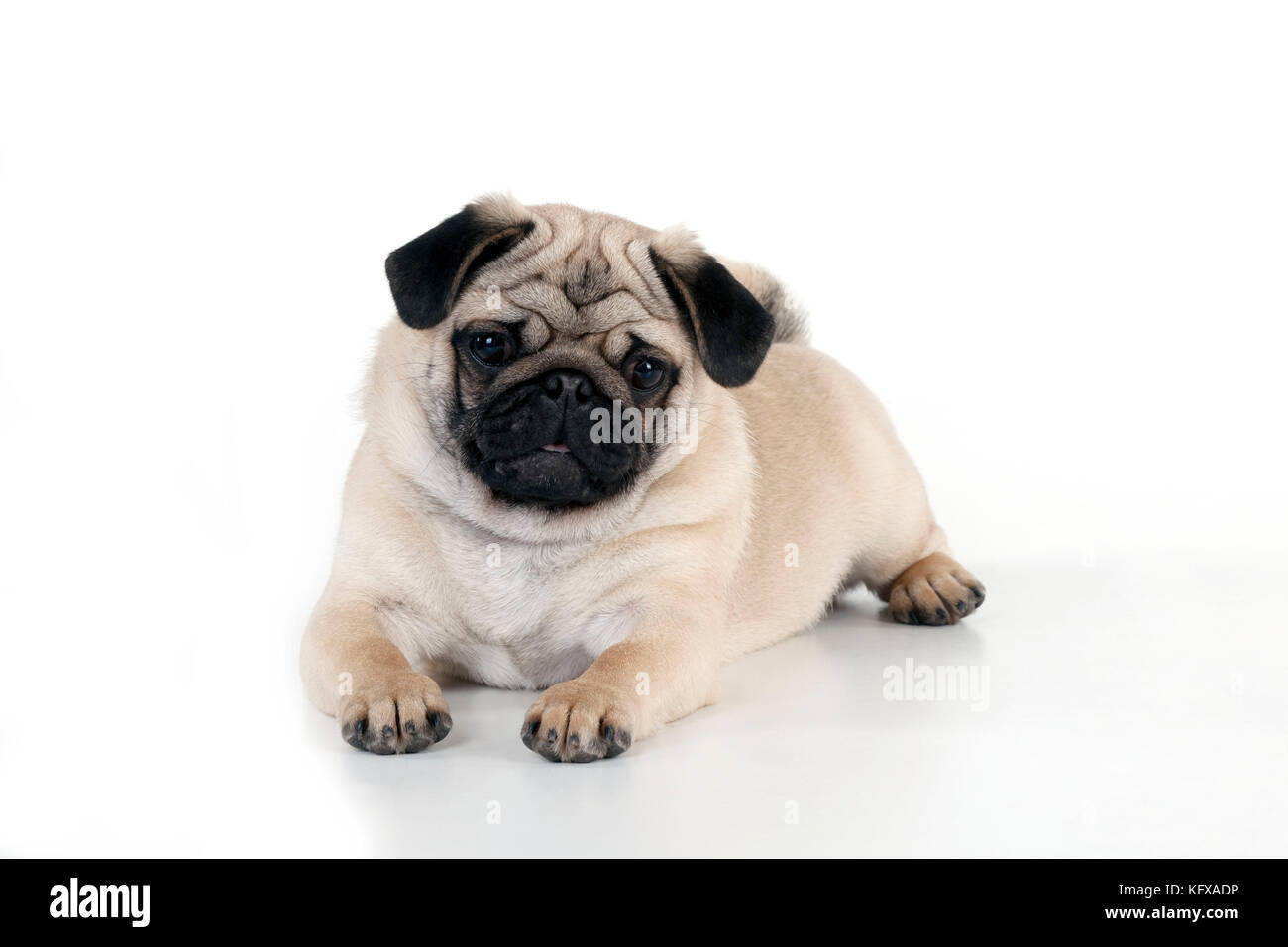 CANE - cucciolo di Pug che depone Foto Stock