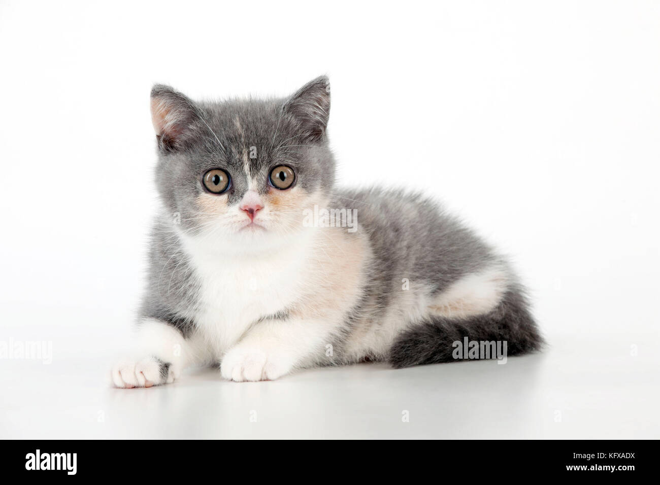 CAT - 9 settimana gattino shorthair britannico Foto Stock