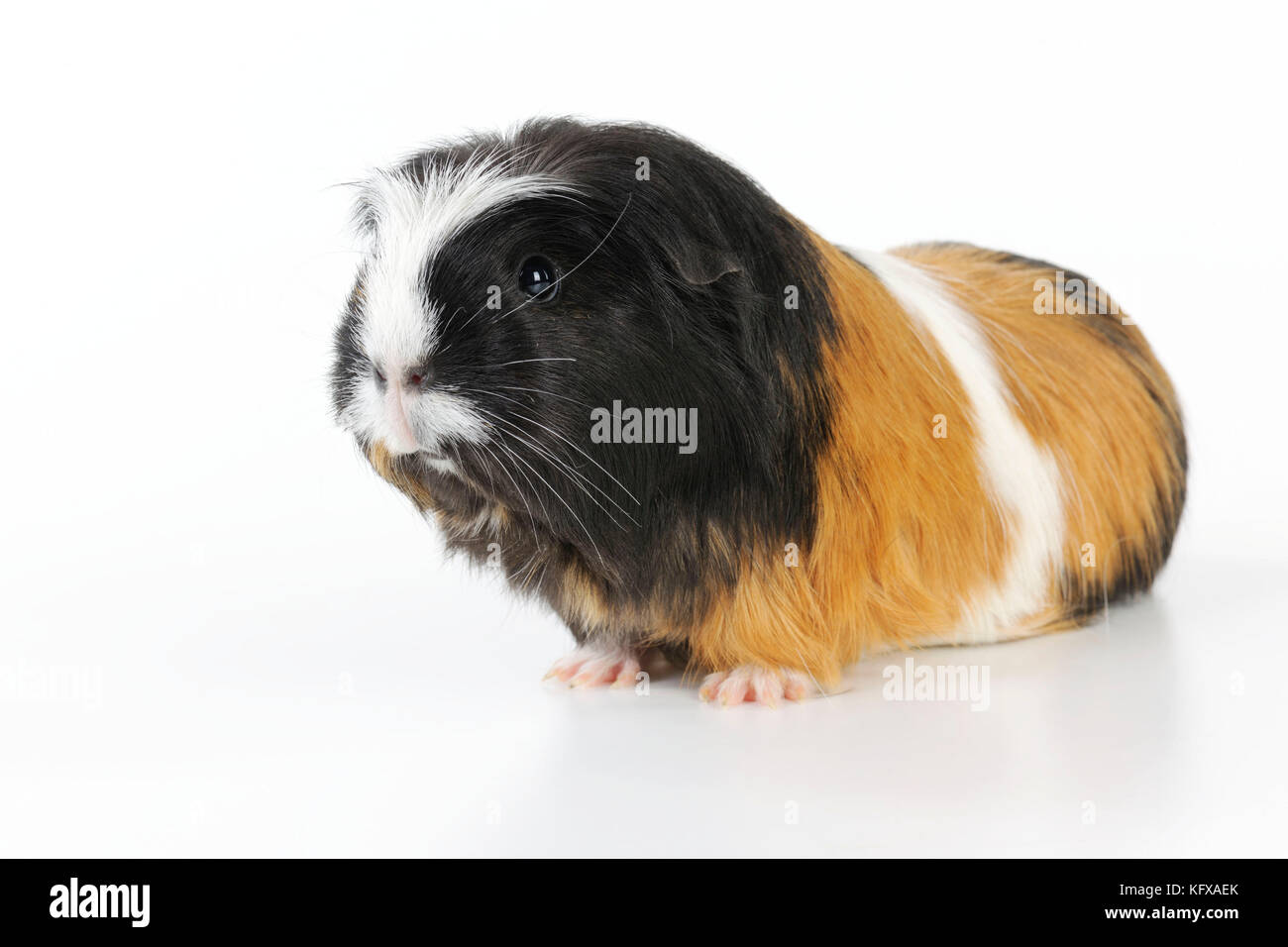 Guinea pig Foto Stock