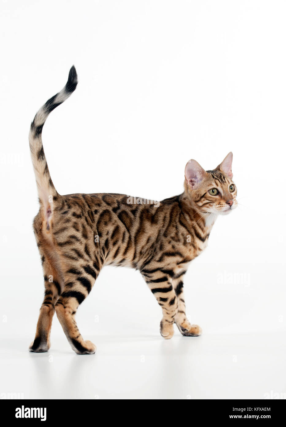 GATTINO - gattino bengala 16 settimane Foto Stock