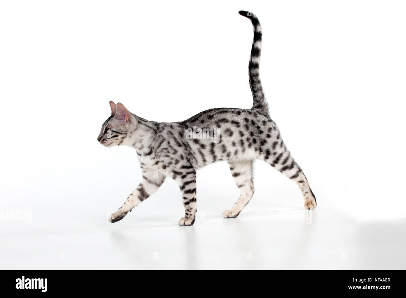 GATTINO - gattino bengala 16 settimane Foto Stock