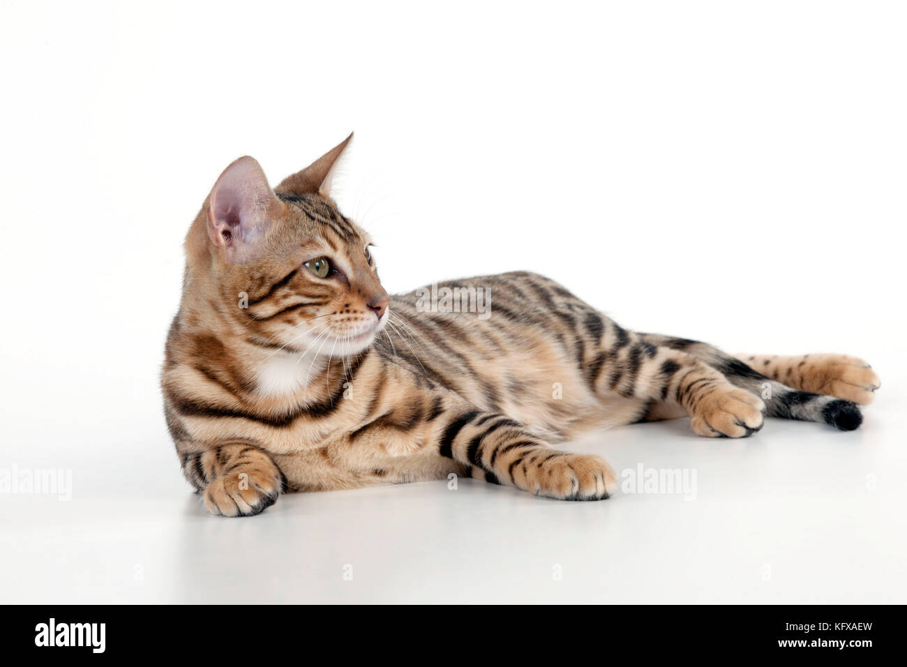 GATTINO - gattino bengala 16 settimane Foto Stock