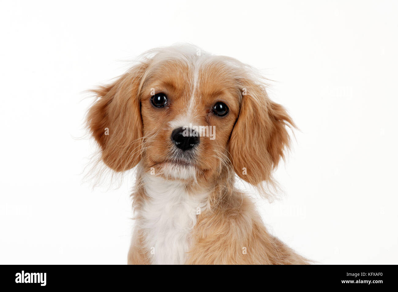 CANE - Cavapoo Foto Stock