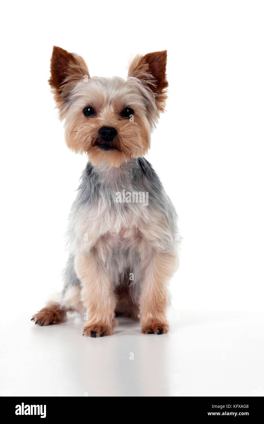 CANE - Yorkshire terrrier seduta. YORKIE/S O SCOTTISH TERRIER A PELO SPEZZATO. Foto Stock