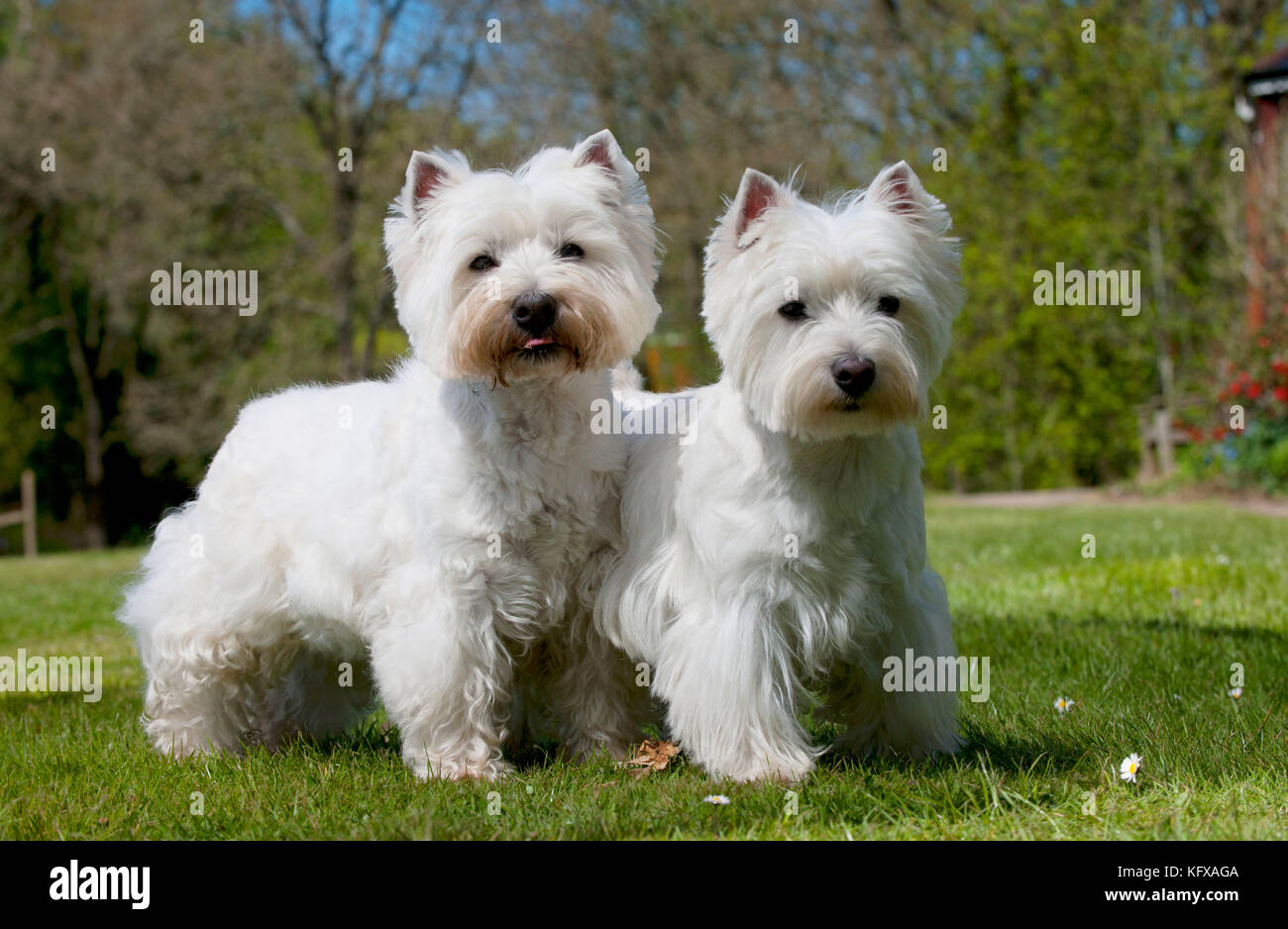 CANE - Highland occidentale terrier bianchi. in piedi in giardino. Foto Stock