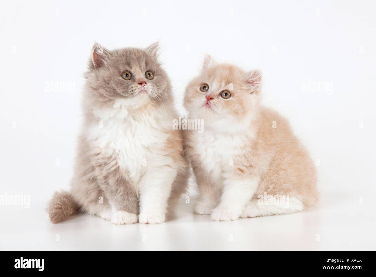 CAT - gatti britannici a capelli lunghi. seduti insieme. Foto Stock