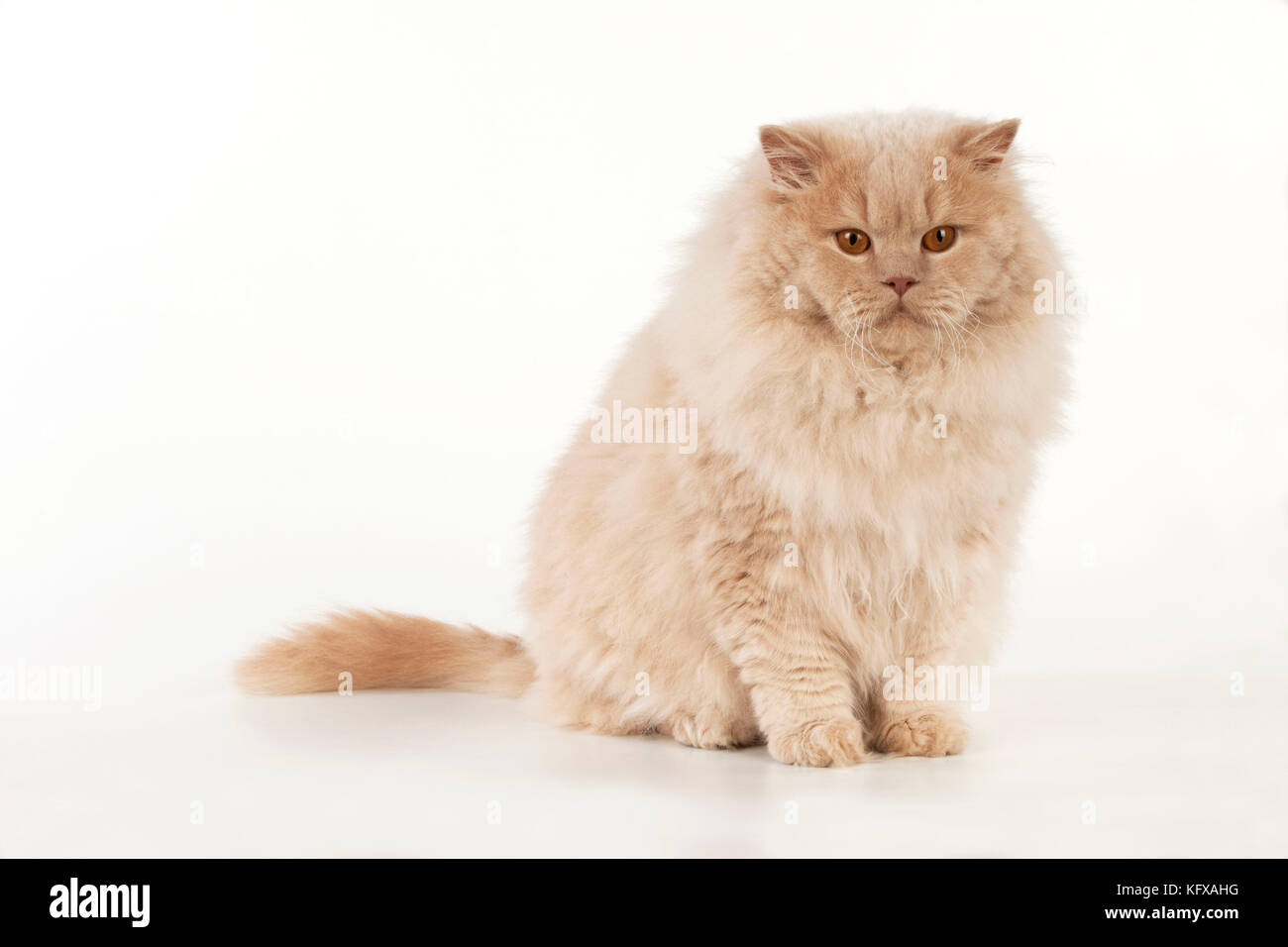 Cat - britannico capelli lunghi Foto Stock