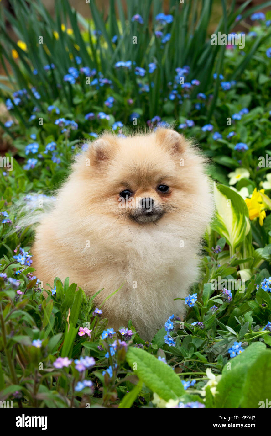 Cane - Pomeranian Foto Stock