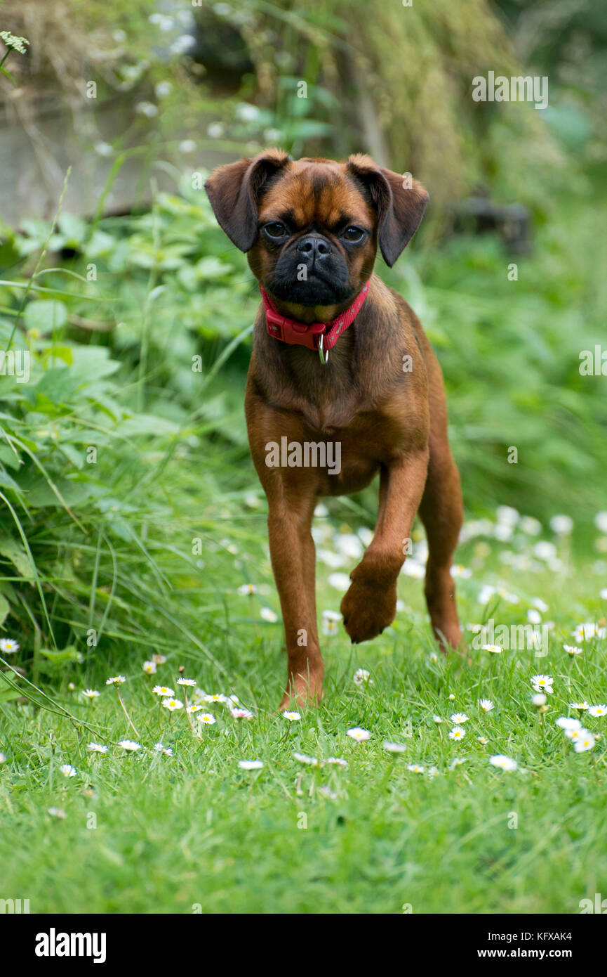 Cane - Pino y briquettes ( Griffon Braxelloius ) Foto Stock