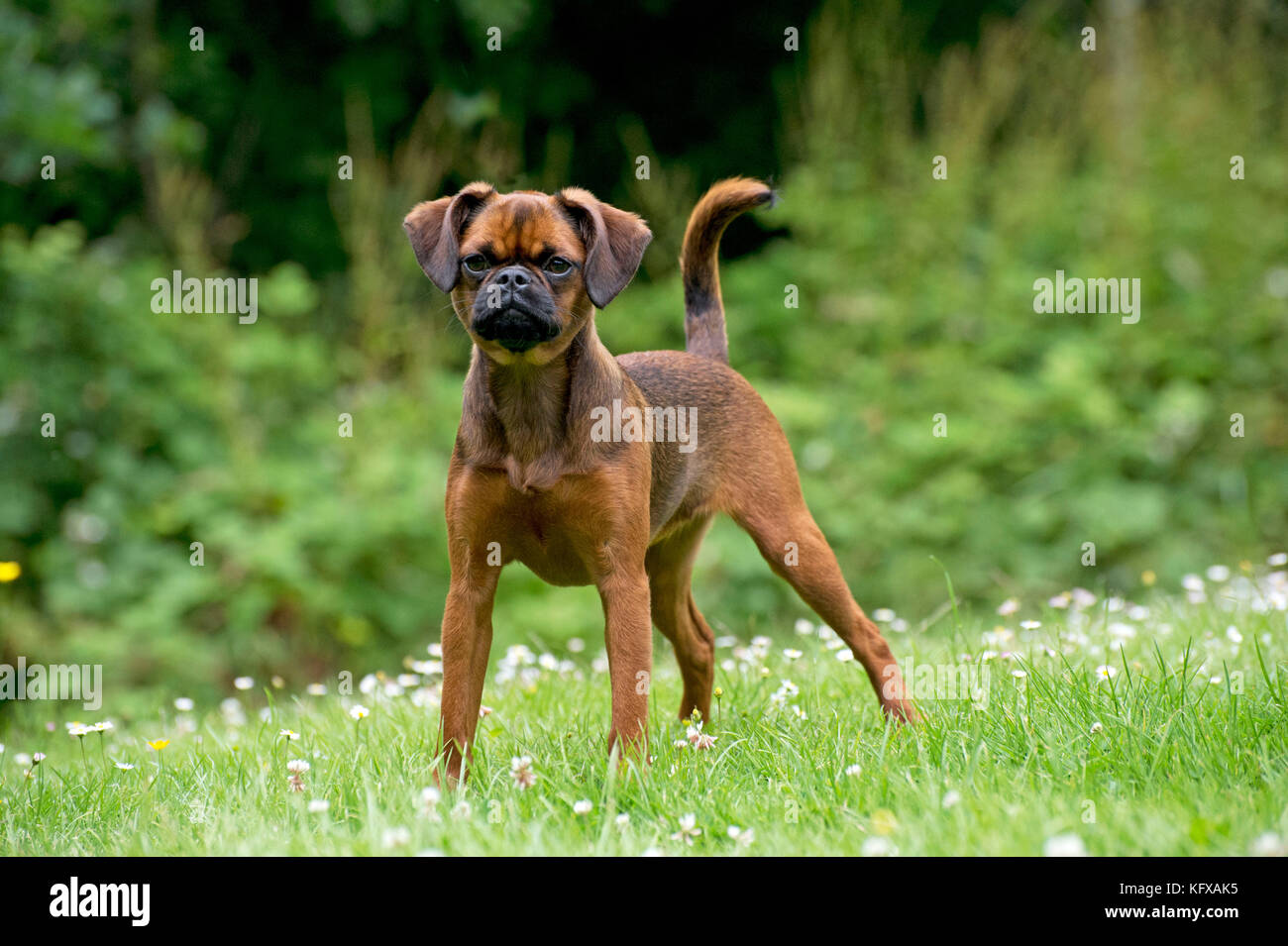 Cane - Pino y briquettes ( Griffon Braxelloius ) Foto Stock