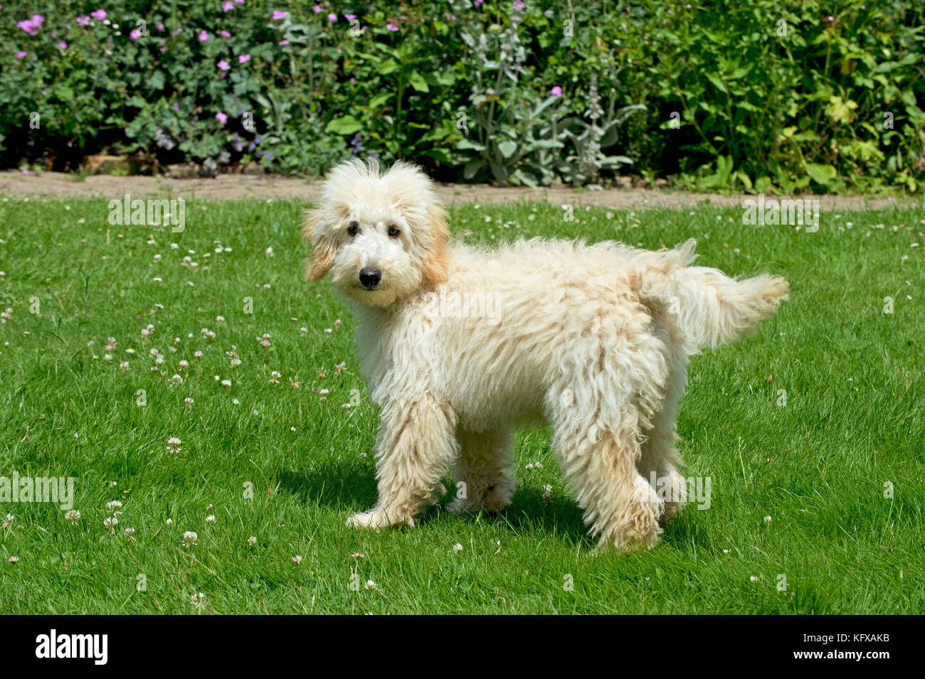 Cane - Poodle in un giardino Foto Stock