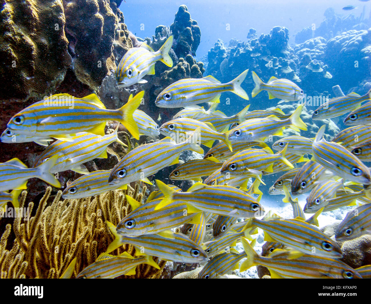 Haemulon flavolineatum, grunt francese, è una specie di grugnito nativa per l'Atlantico occidentale Foto Stock