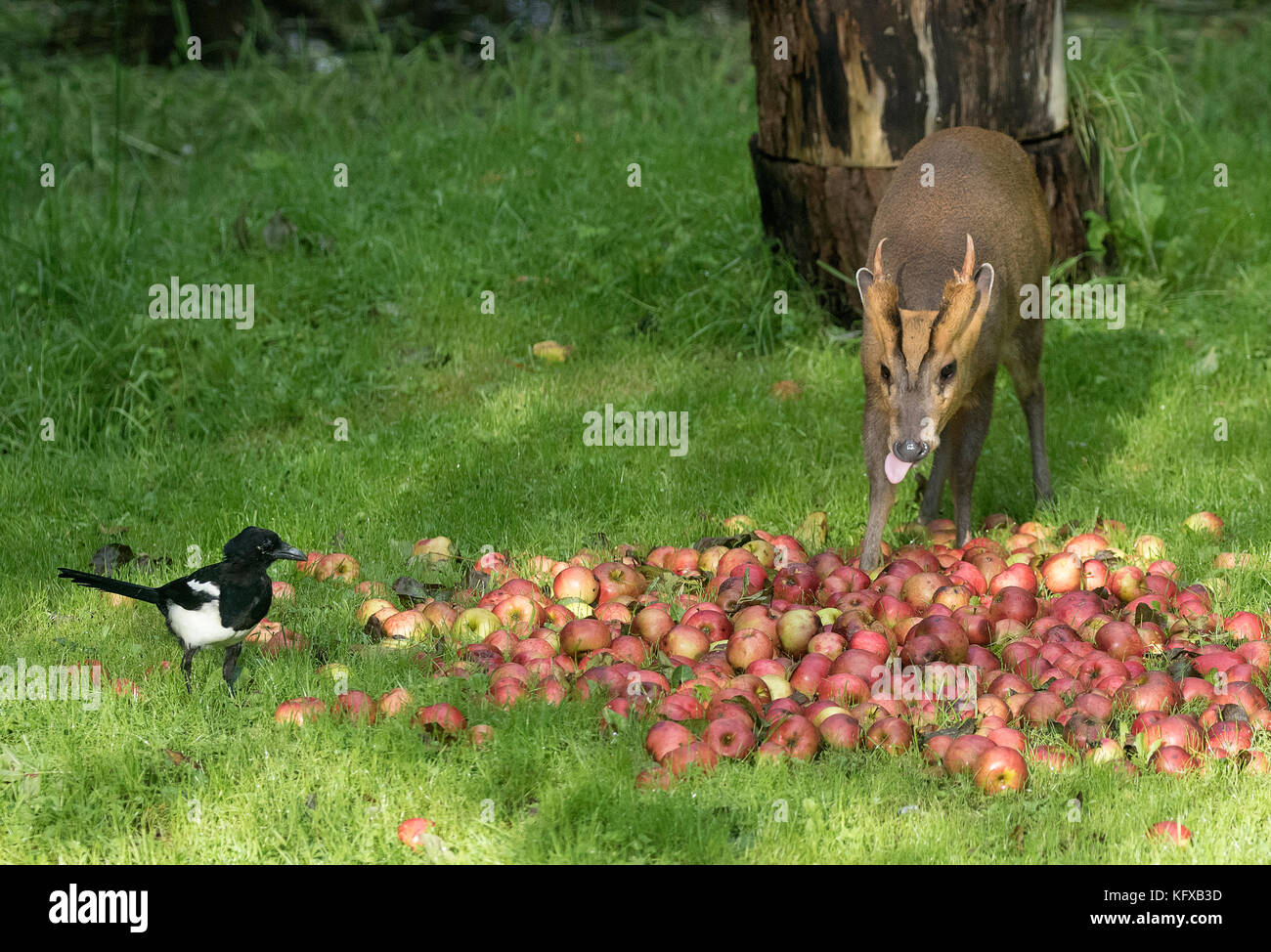 Muntjac muntiacus reevesi anche barking deer con mele e la gazza Foto Stock