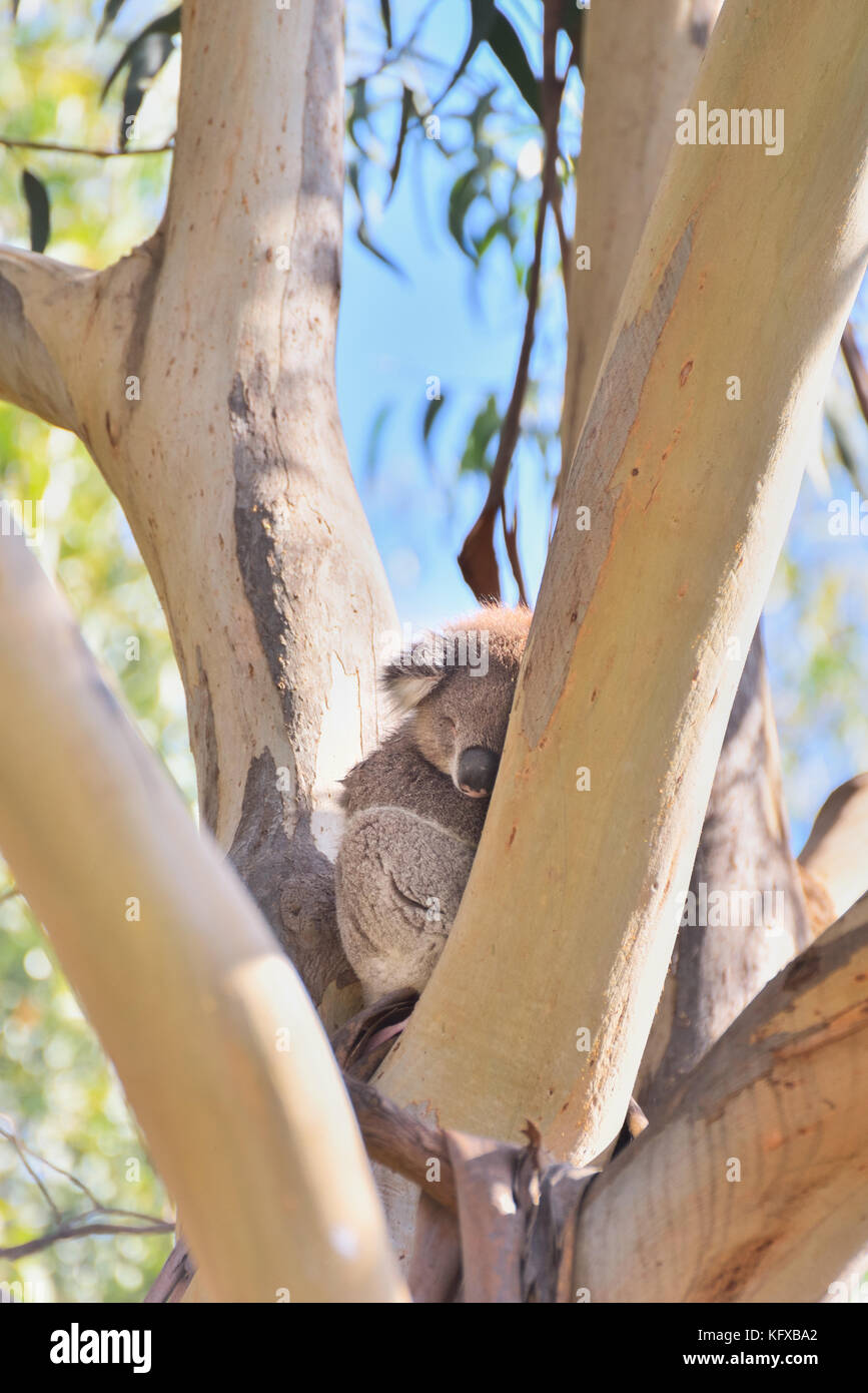 Australia Victoria. In una giornata di sole, un koala ha avvolto attorno a sé un ramo di albero e dorme tranquillamente in ombra. Foto Stock