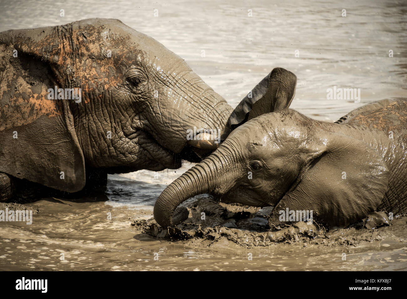 Gli elefanti godendo di un acqua-bagno, madikwe game reserve Foto Stock