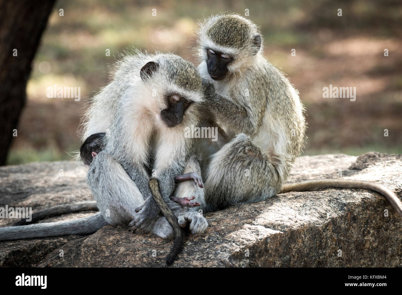 Una scimmia vervet toelettatura un altro scimmia, parco nazionale di Pilanesberg Foto Stock