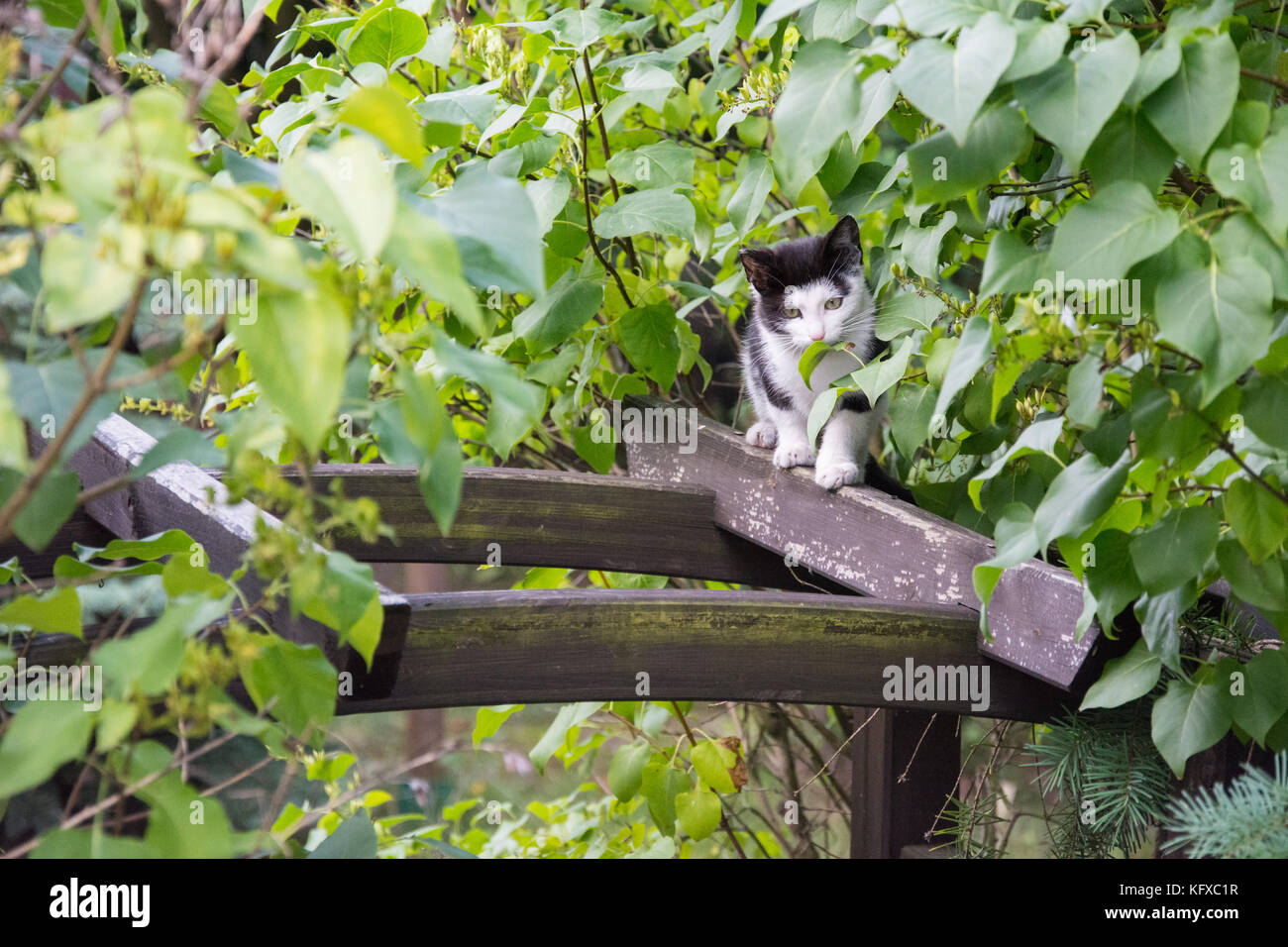 Carino in bianco e nero gattino camminare alta sul trellis Foto Stock