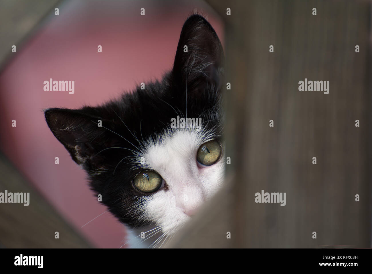 Bianco e nero gatto nascosto dietro un trellis - primo piano degli occhi Foto Stock