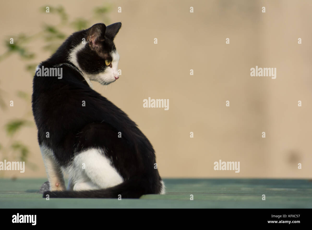 Bianco e nero gatto seduto su un tetto di garage, guardando a destra - il luogo per il testo Foto Stock