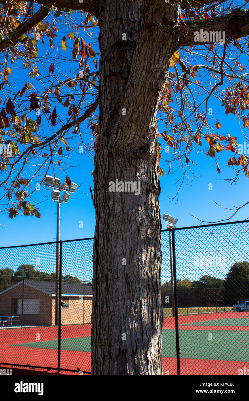 Le foglie che cadono dall'albero in autunno Foto Stock