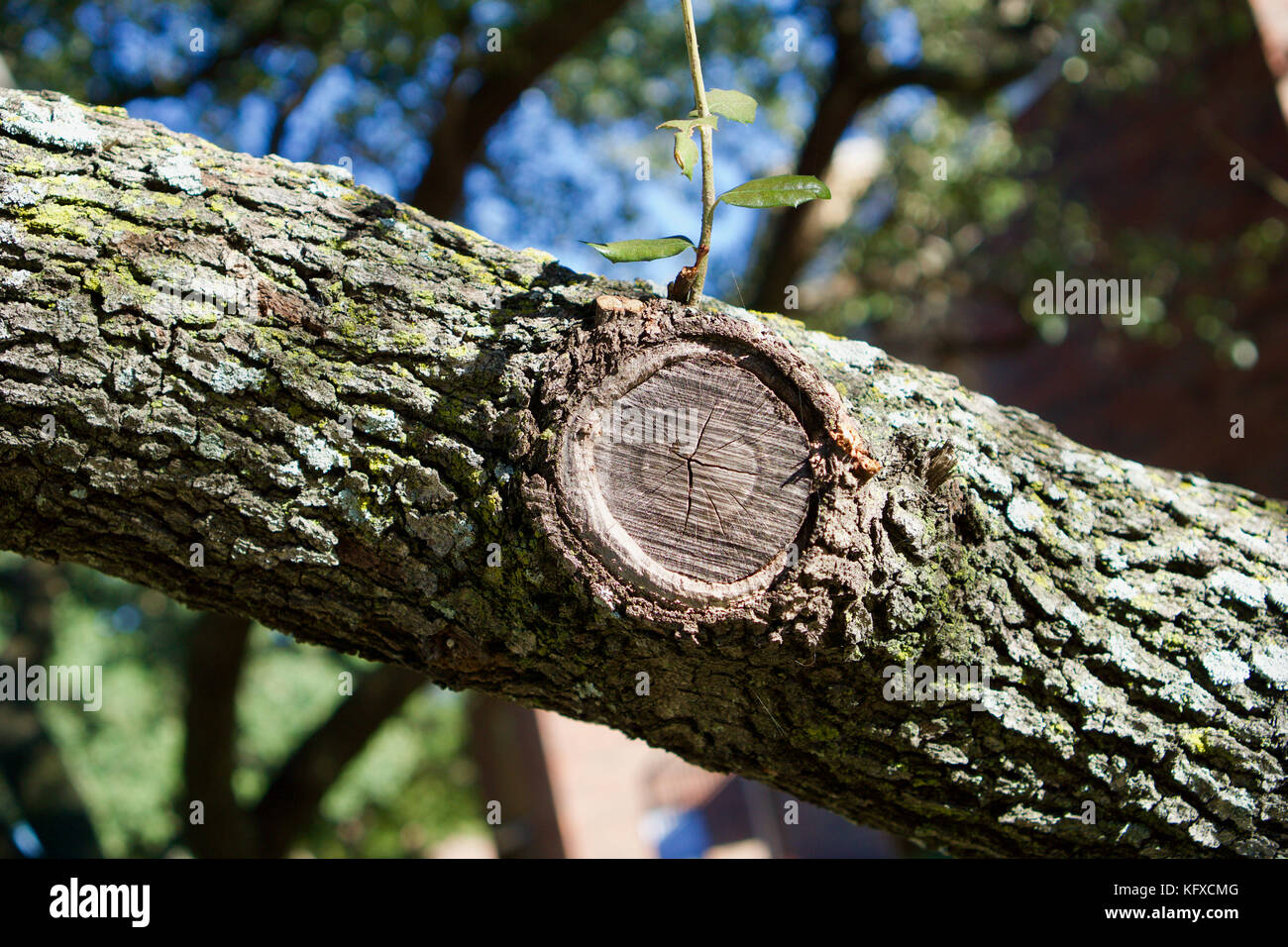 Alberello crescente da un ramo di albero Foto Stock