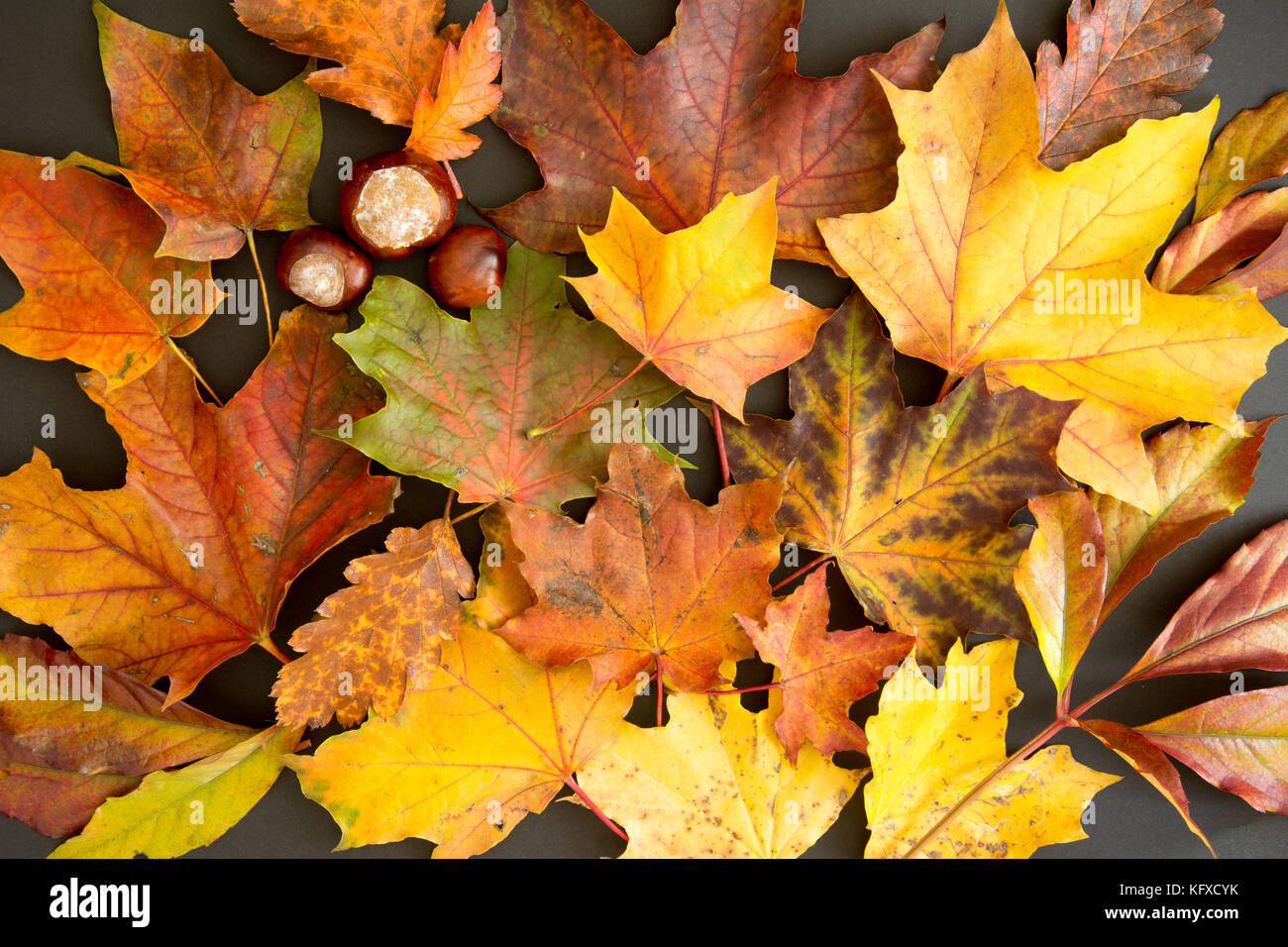 Composizione colorata di foglie di autunno e castagne - sfondo Foto stock -  Alamy